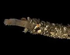 Owenia fusiformis. Ce ver non sessile fabrique un tube à partir de matériaux accumulés.