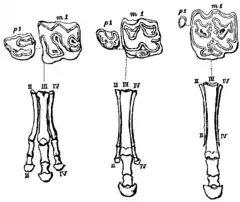 Évolution des os du pied : Mesohippus avec trois doigts en appui, Merichippus avec un doigt en appui et deux doigts latéraux, Pliohippus avec un seul doigt en appui.