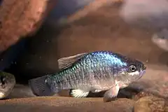 Description de l'image Owens pupfish (Cyprinodon radiosus).jpg.