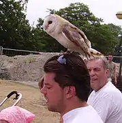 Spectacle de rapaces.