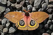 Un papillon sur un fond caillouteux. Des ailes grandes et fortes, tond ocre, deux ronds sur les ailes intérieures, composés de cercles concentriques blanc, noir, gris, noir, jaune. Tête massive noire, petites antennes ocres.