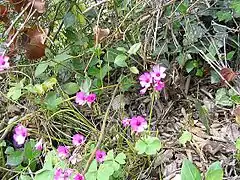 Oxalis articulata