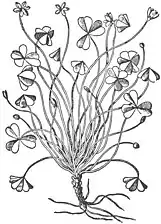 Illustration de Trifolium acetosum aujourd'hui Oxalis tirée des Commentarii... de Mattioli.
