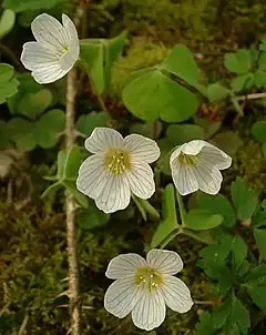 Fleurs d'oxalis petite oseille.