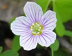 Fleur de d'oxalis petite oseille.