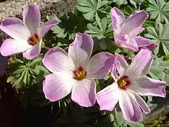 Description de l'image Oxalis adenophyla 2.JPG.