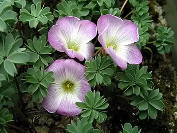 Oxalis du Chili (Oxalis adenophylla)