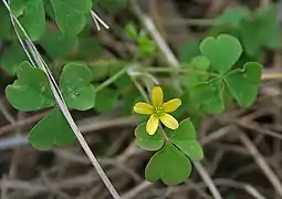 Oxalis corniculata