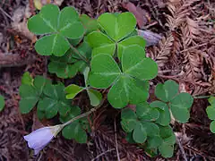 Description de l'image Oxalis oregana 000.jpg.