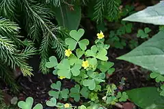 Description de l'image Oxalis stricta flowers and foliage 002.JPG.