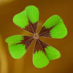 Description de l'image Oxalis tetraphylla A.jpg.