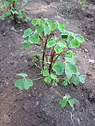 Oxalis tuberosa