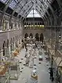 Intérieur du Muséum, la galerie des mammifères