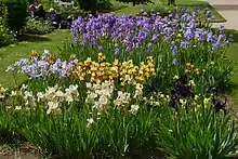 Photographie d'un peuplement d'iris dans le jardin botanique