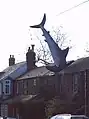 Requin d'Oxford