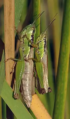 Description de l'image Oxya yezoensis November 2007 Osaka Japan.jpg.