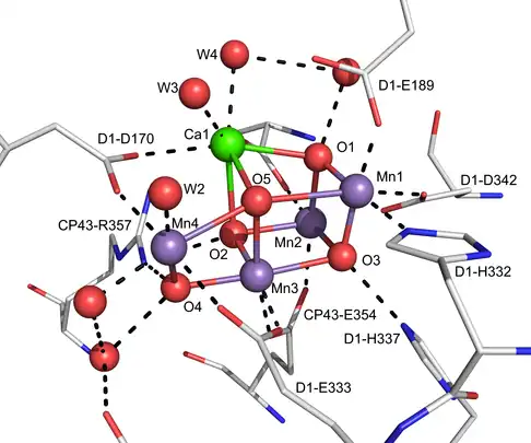 Structure du centre Mn4O5Ca du COE du PSII par cristallographie aux rayons X à 0,19 nm.