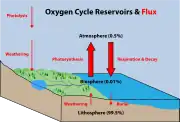 Diagramme du cycle de l'oxygène