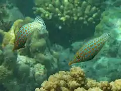 Un groupe de poissons-lime à taches orange (Oxymonacanthus longirostris)