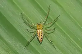 Oxyopes javanus ♀