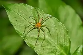 Oxyopes javanus ♂