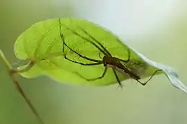 Oxyopes shweta avec des œufs sous une feuille