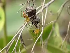 Oxyopes javanus ♂ et ♀