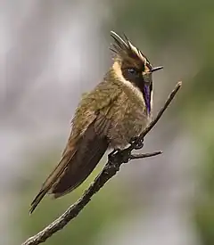 Description de l'image Oxypogon stuebelii - Buffy Helmetcrest - Colibrí Chivito del Ruiz.jpg.