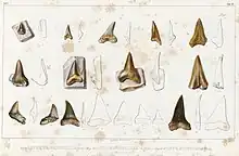 Illustration de nombreuses dents de requins fossiles provenant d'Angleterre, appartenant à Cretoxyrhina mantelli.