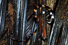 Description de l'image Oxyrhopus petola -Yasuni National Park, Ecuador-8.jpg.