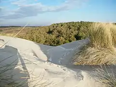 Oyats, dune blanche, dune grise et pinède forment un rempart bien fragile, souvent remis en cause face aux violentes marées d'équinoxe.