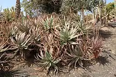 Description de l'image Pájara La Lajita - Oasis Park - Aloe littoralis 01 ies.jpg.