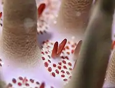 pédicellaires rouges en forme de ciseaux, minuscules organes à la surface du corps des acanthasters