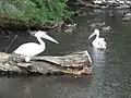 Pélicans blancs et canards sur la rivière du Berger