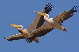 Deux pélicans blancs volant en formation, au nord du Botswana.