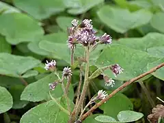 Petasites pyrenaicus