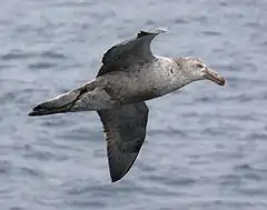 Pétrel géant antarctique