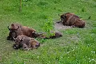 Bisons d'Europe dans la réserve naturelle de Pădurea Domnească