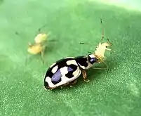 Insecte noir à tâches jaunes soulevant un petit insecte avec sa mâchoire.