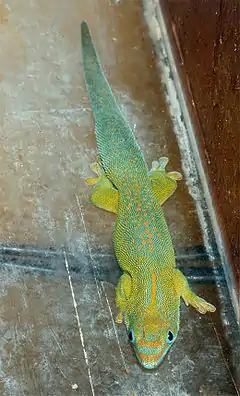 Phelsuma flavigularis