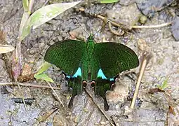 Papilio paris battacorum