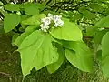 Catalpa bignonioides avec fleurs