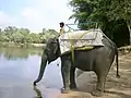 Éléphant et mahout au Karnataka.