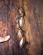 Blattes de la Cueva de los Guacharos de Soritor (Yorongos, Rioja, San Martin, Pérou).
