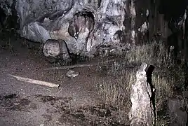 Perches de bois laissées pas les chasseurs de guacharos dans la Cueva de los Guacharos de Soritor (Yorongos, Rioja, San Martin, Pérou).
