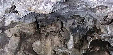 Guacharos en vol dans la Cueva de los Guacharos de Soritor (Yorongos, Rioja, San Martin, Pérou).