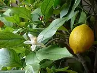 Citrus limon (le Citronnier), autre plante-hôte