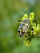 Eurydema oleracea