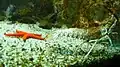 Poisson benthique, étoile de mer et langouste dans l'un des aquariums du « Marinarium ».