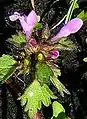 Lamium purpureum var. incisum